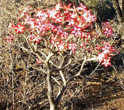 Adenium multiflorum: Photographedby Ricky Mauer